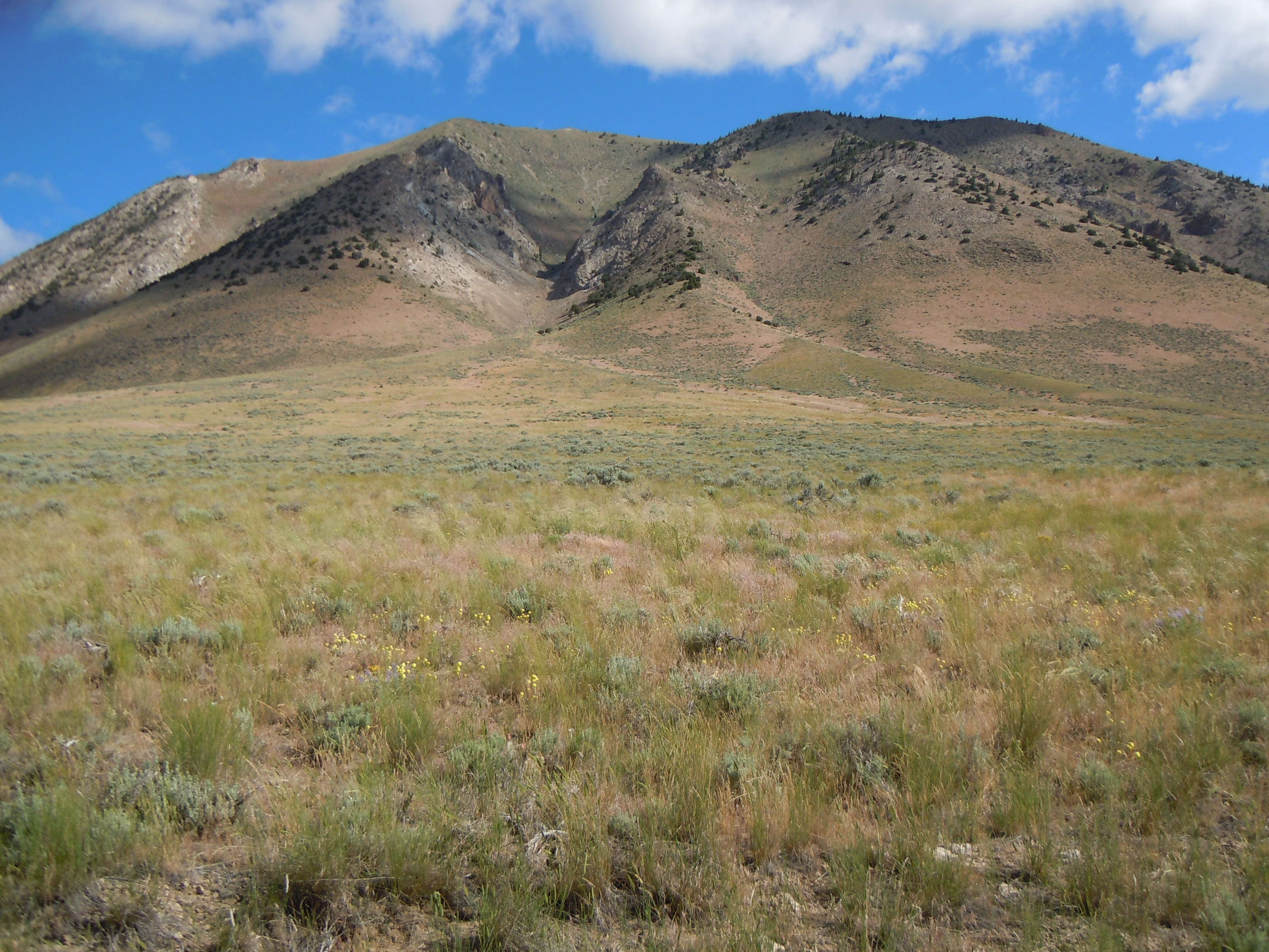 Imagem de Artemisia tridentata (Nutt.) W. A. Weber