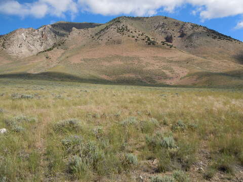 Image of big sagebrush