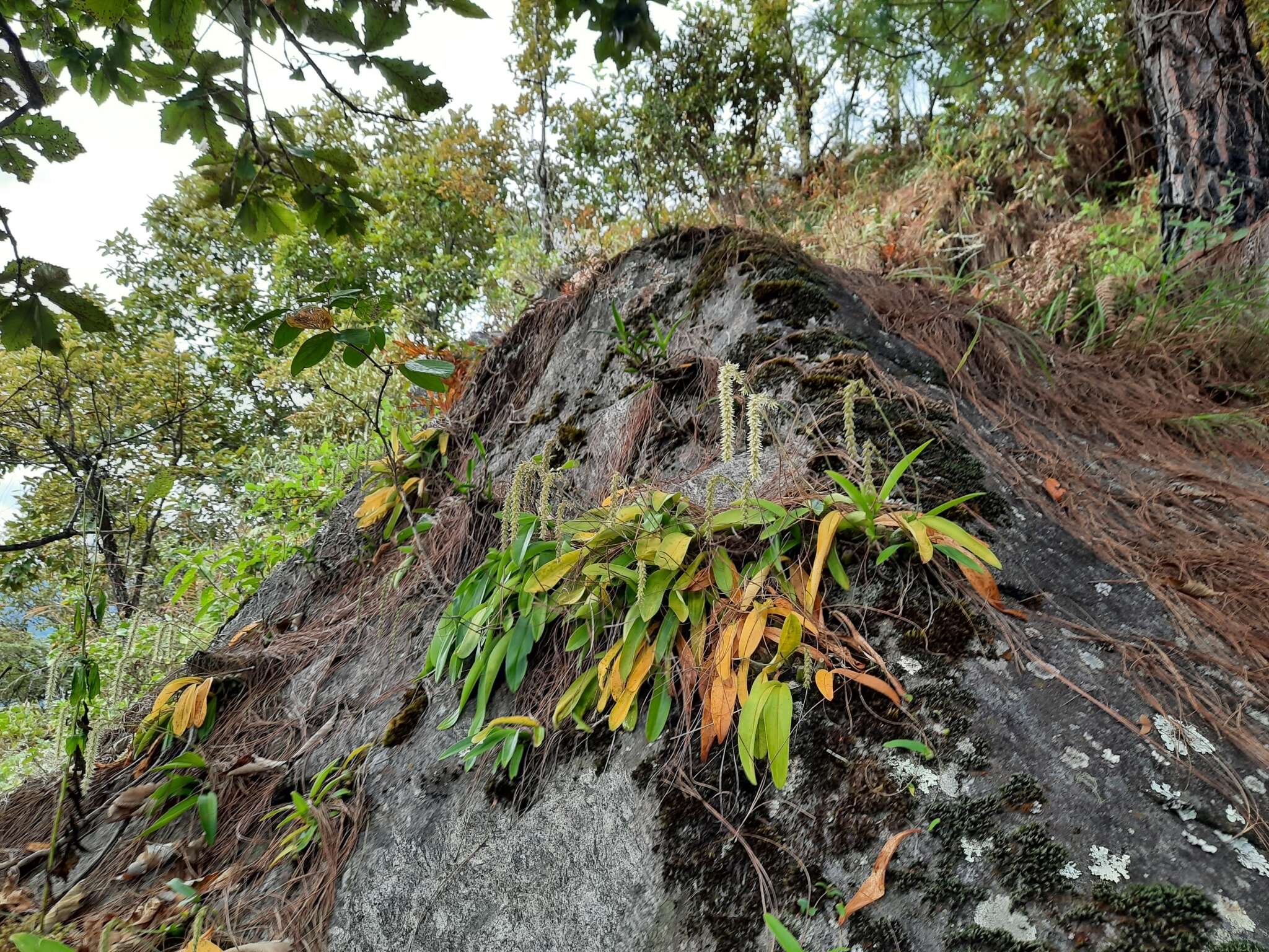 Image of Bulbophyllum hirtum (Sm.) Lindl. ex Wall.