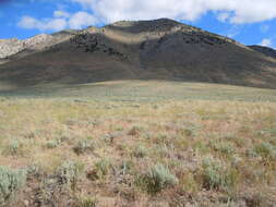 Imagem de Artemisia tridentata (Nutt.) W. A. Weber