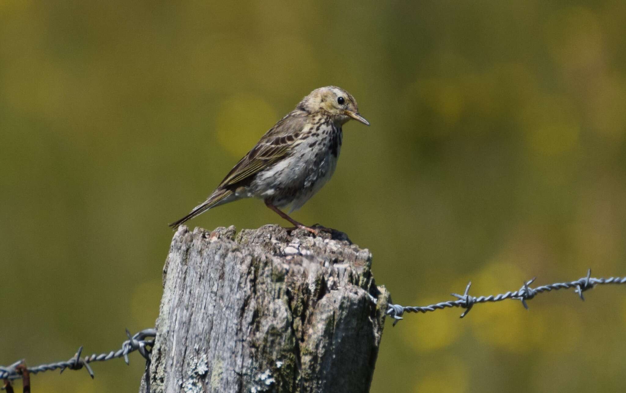 Image of Meadow Pipit