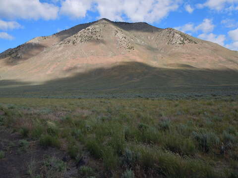 Imagem de Artemisia tridentata (Nutt.) W. A. Weber