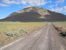 Imagem de Artemisia tridentata (Nutt.) W. A. Weber