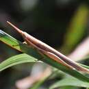 Image of Cattail Toothpick Grasshopper