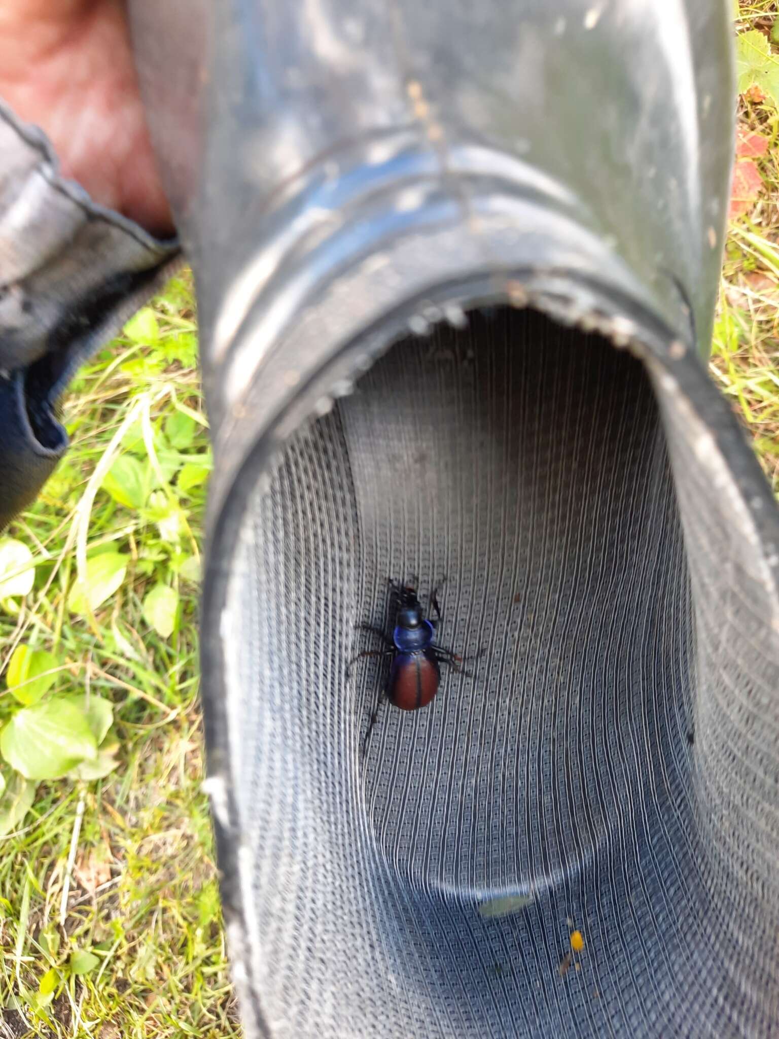 Imagem de Carabus (Megodontus) schoenherri Fischer von Waldheim 1820