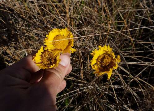 Image of southeastern sneezeweed