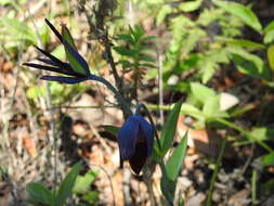 Calochortus purpureus (Kunth) Baker resmi