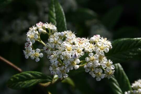 Image of cotoneaster