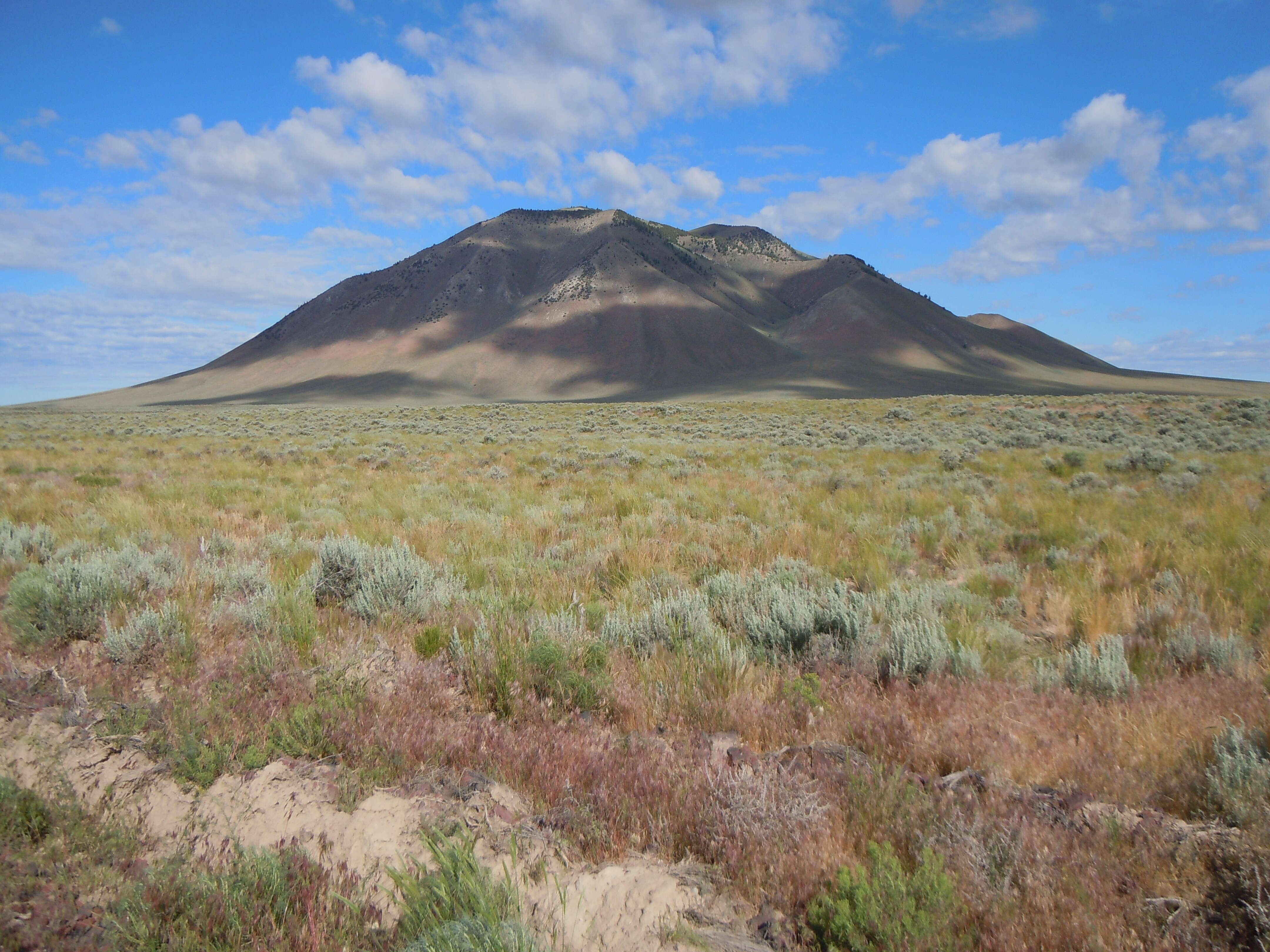 Imagem de Artemisia tridentata (Nutt.) W. A. Weber