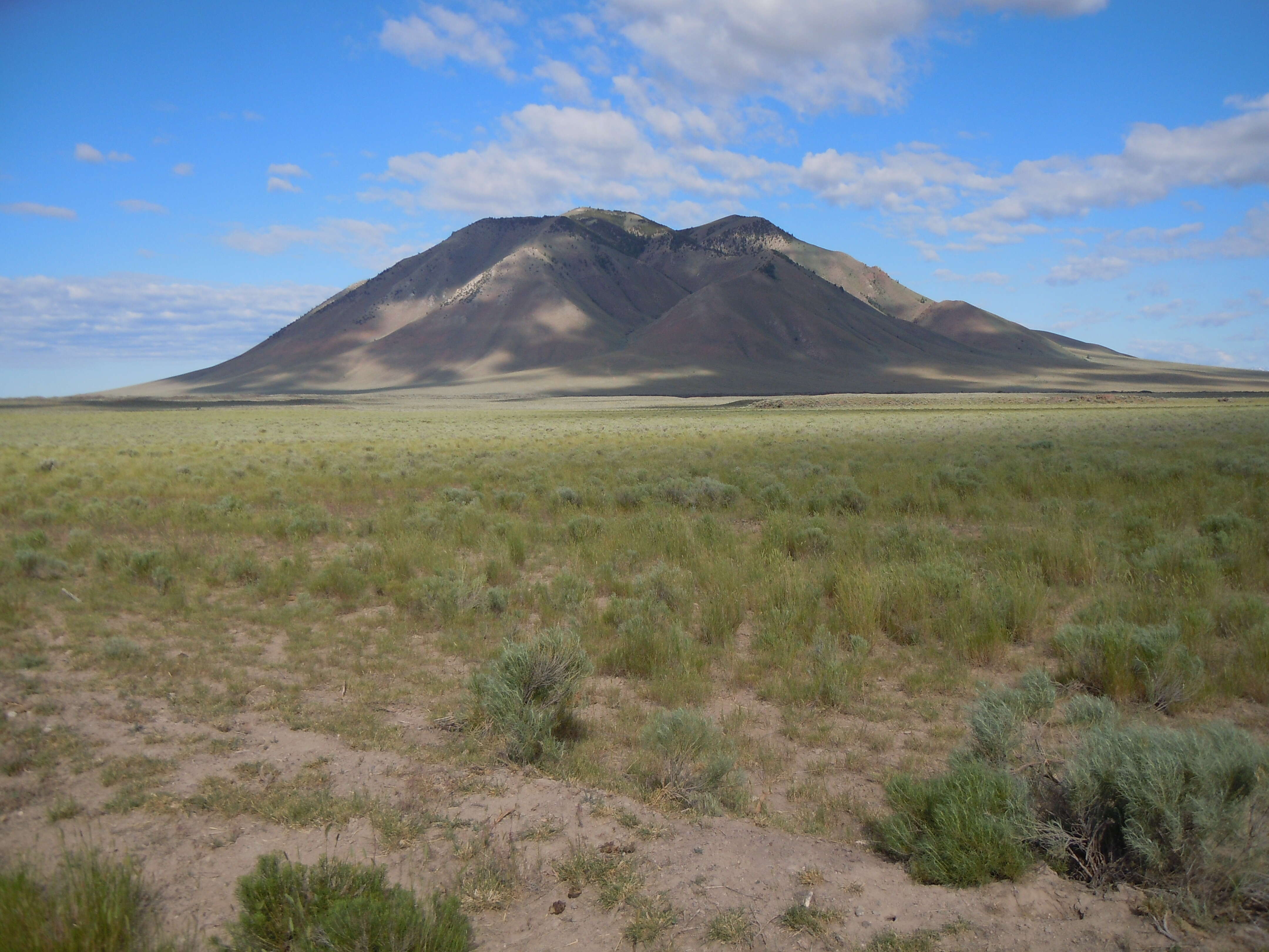 Imagem de Artemisia tridentata (Nutt.) W. A. Weber