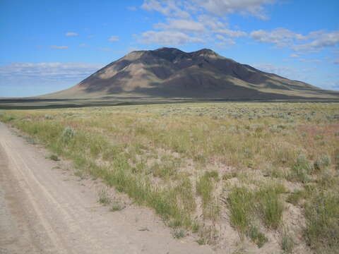 Imagem de Artemisia tridentata (Nutt.) W. A. Weber