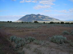 Imagem de Artemisia tridentata (Nutt.) W. A. Weber