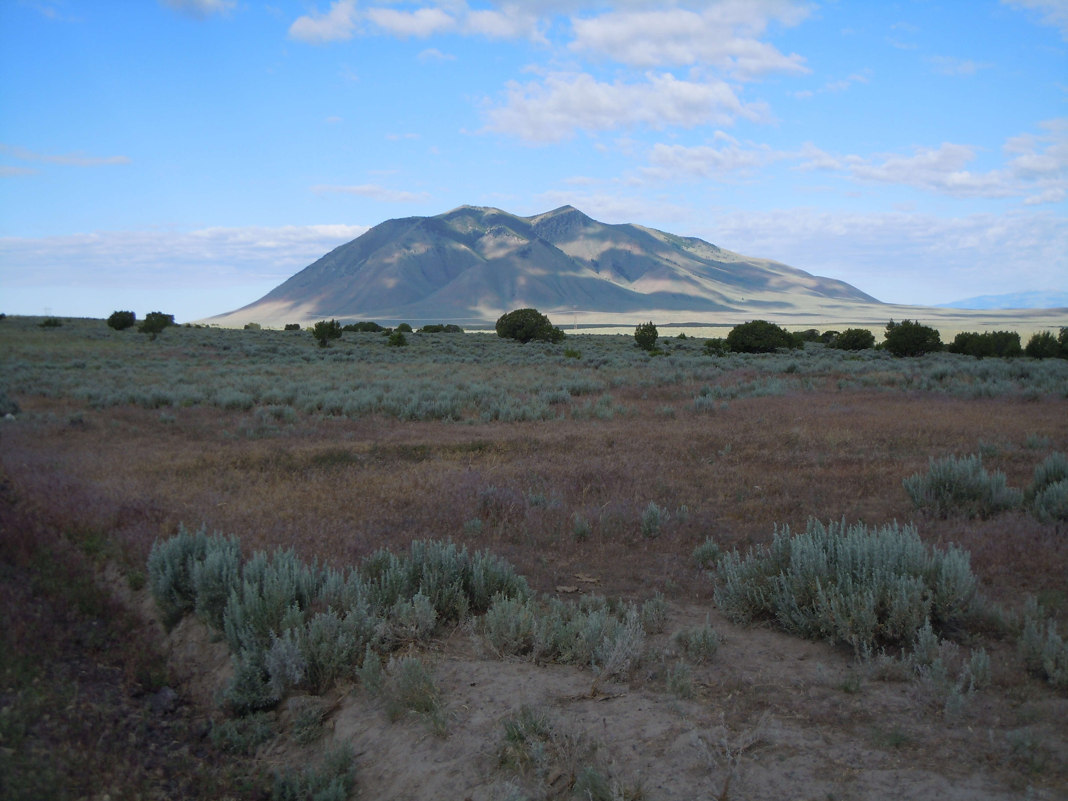 Imagem de Artemisia tridentata (Nutt.) W. A. Weber