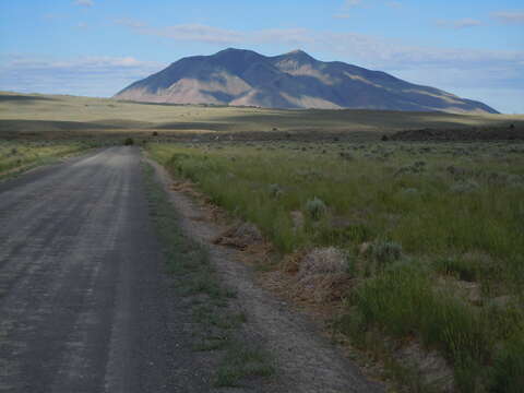 Imagem de Artemisia tridentata (Nutt.) W. A. Weber