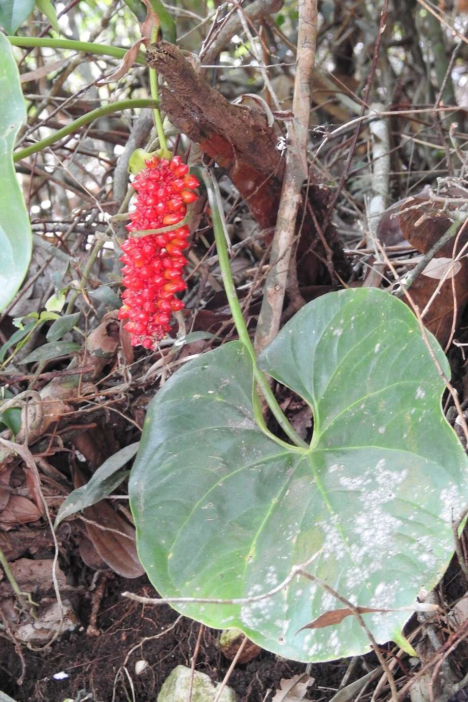 Image of Anthurium rionegrense Matuda