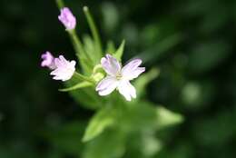 Epilobium montanum L. resmi