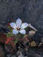 Image of Great Basin langloisia