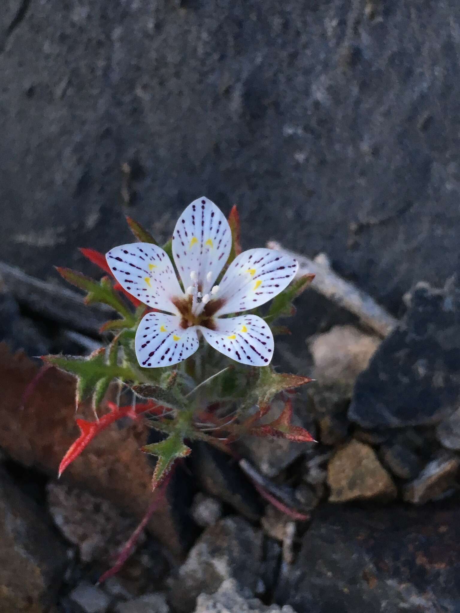 Image of Great Basin langloisia