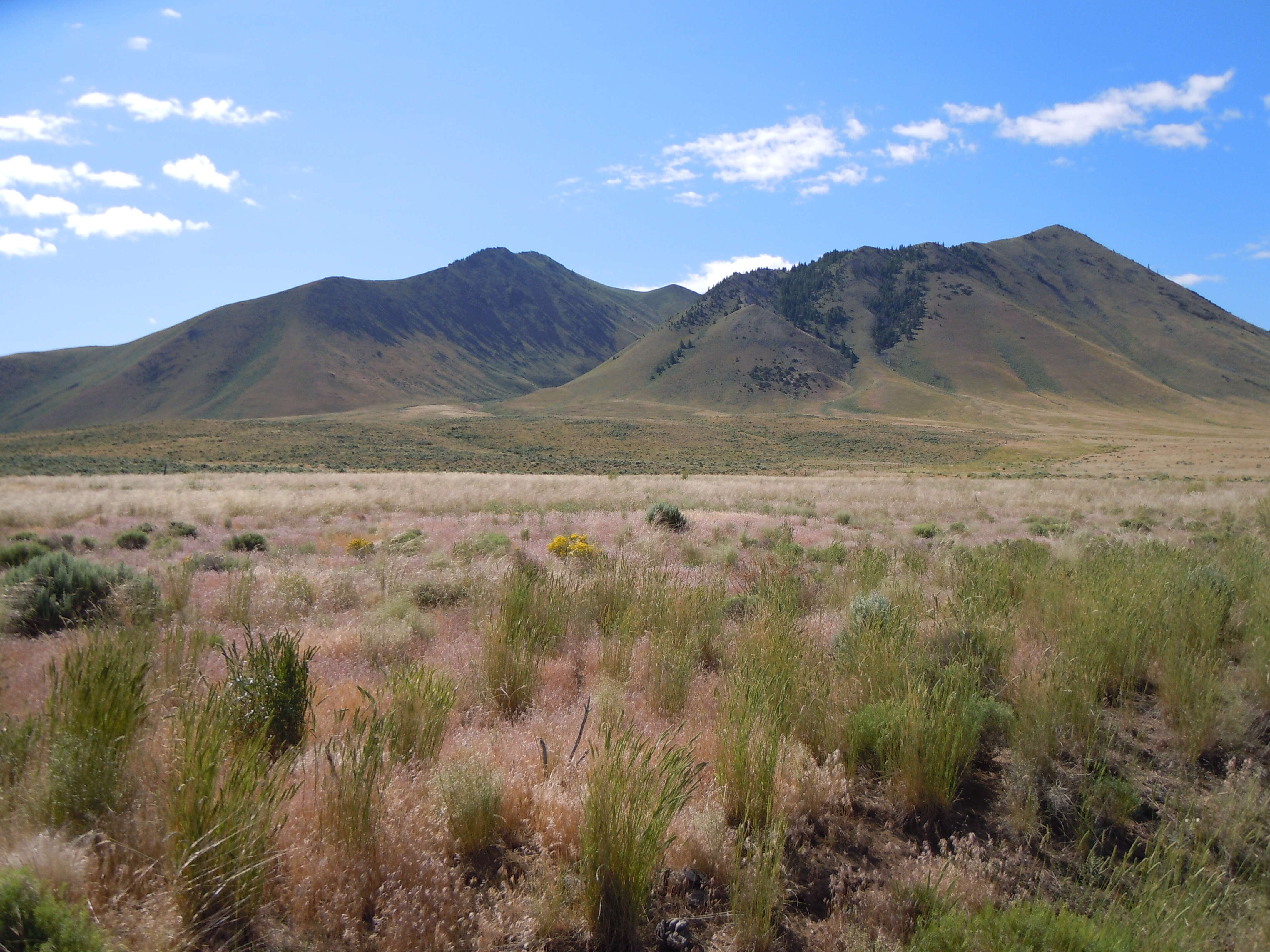 Imagem de Artemisia tridentata (Nutt.) W. A. Weber