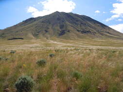 Imagem de Artemisia tridentata (Nutt.) W. A. Weber