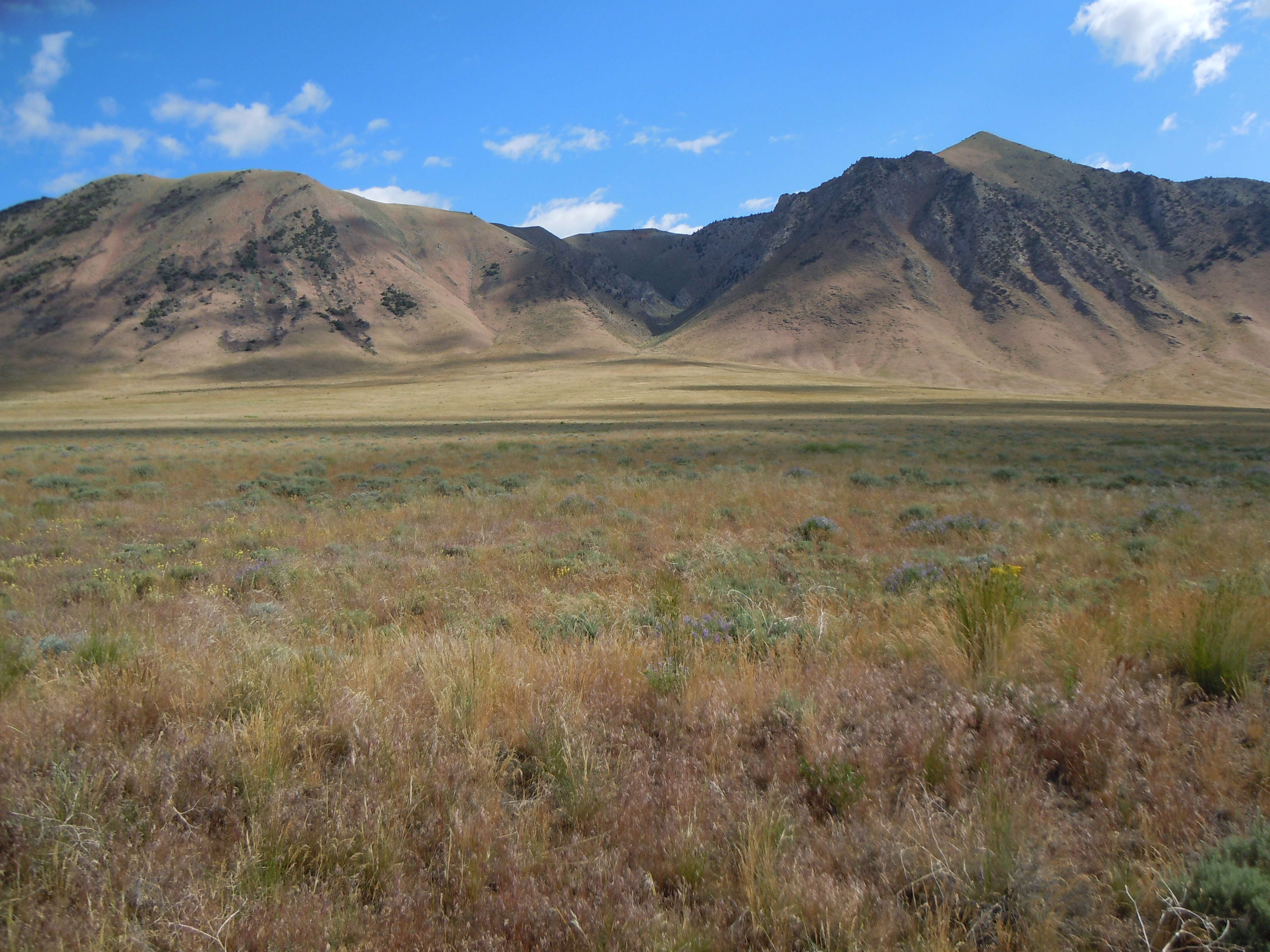 Imagem de Artemisia tridentata (Nutt.) W. A. Weber