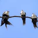 Image of White-backed Swallow