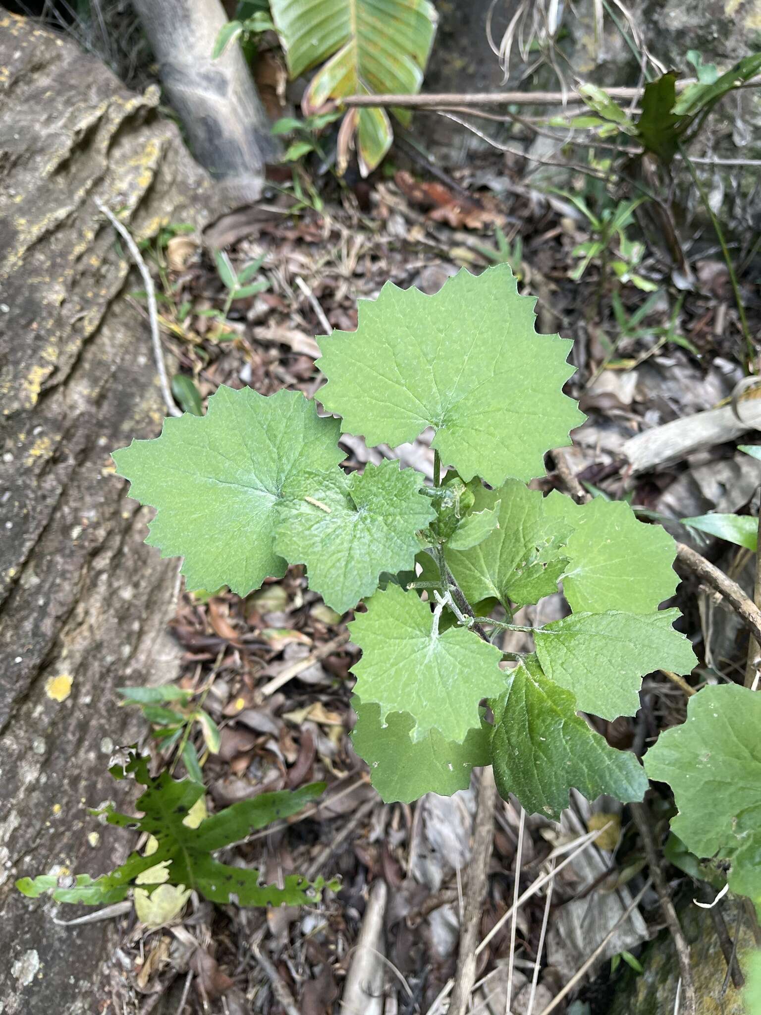 Image of Cineraria albicans N. E. Br.