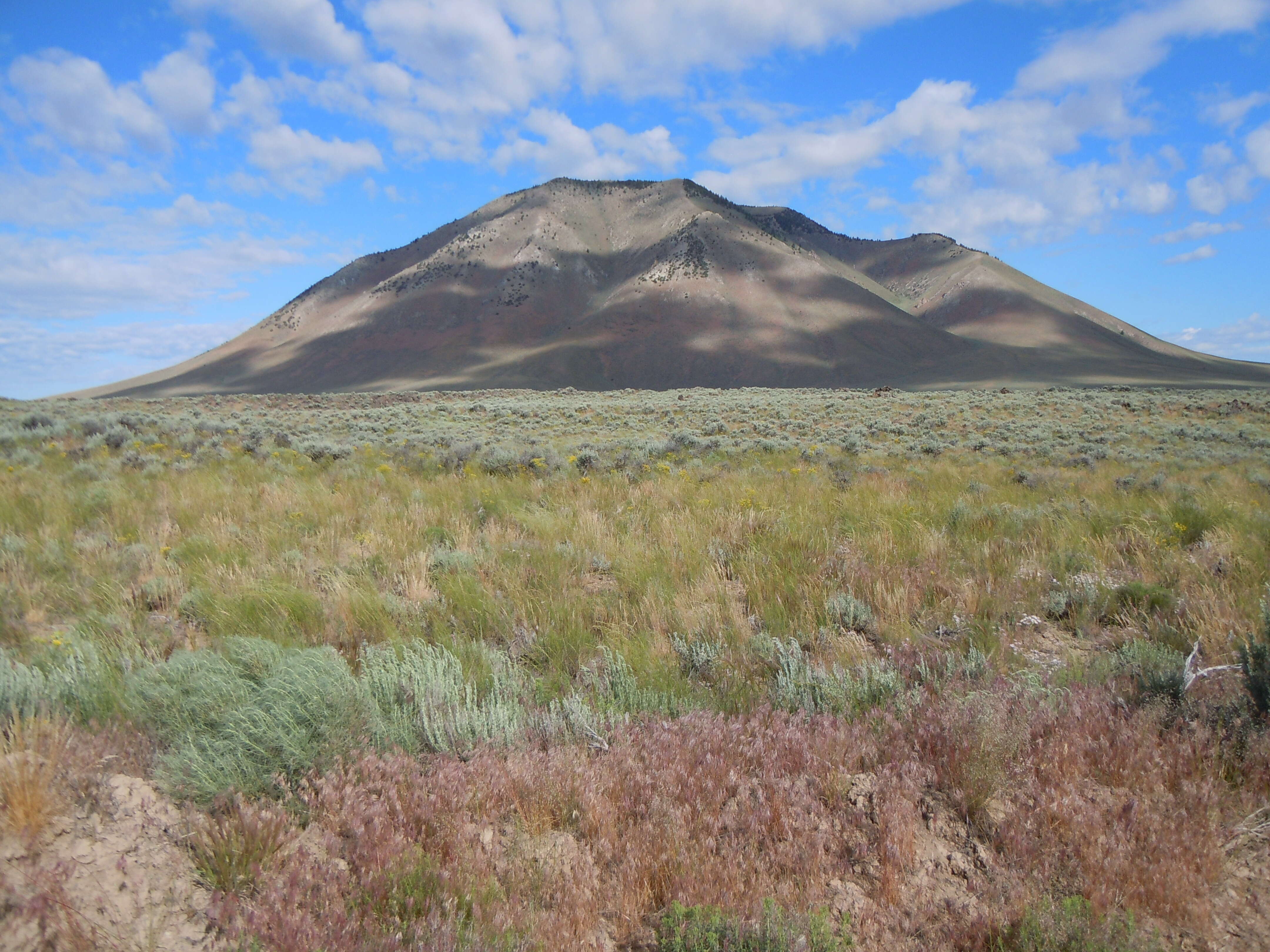 Imagem de Artemisia tridentata (Nutt.) W. A. Weber