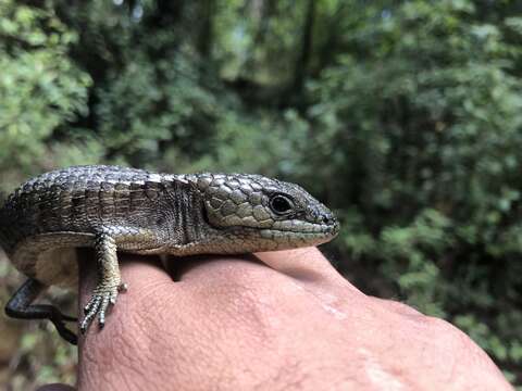 Image of Herrera's Alligator Lizard