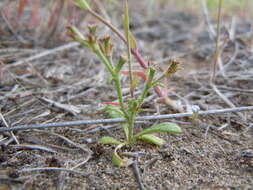 Image of brittle spineflower