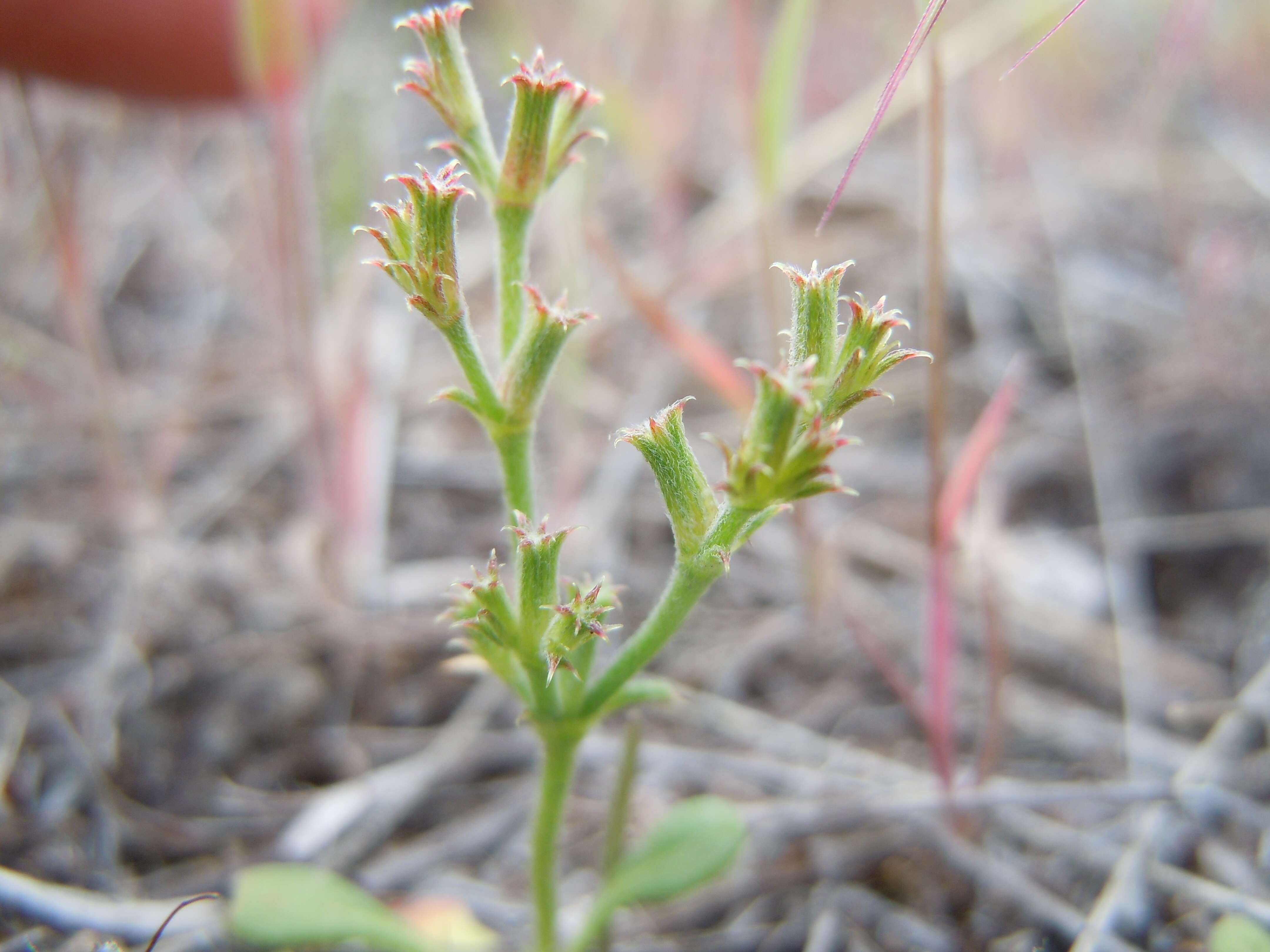 Image of brittle spineflower