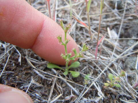 Image of brittle spineflower