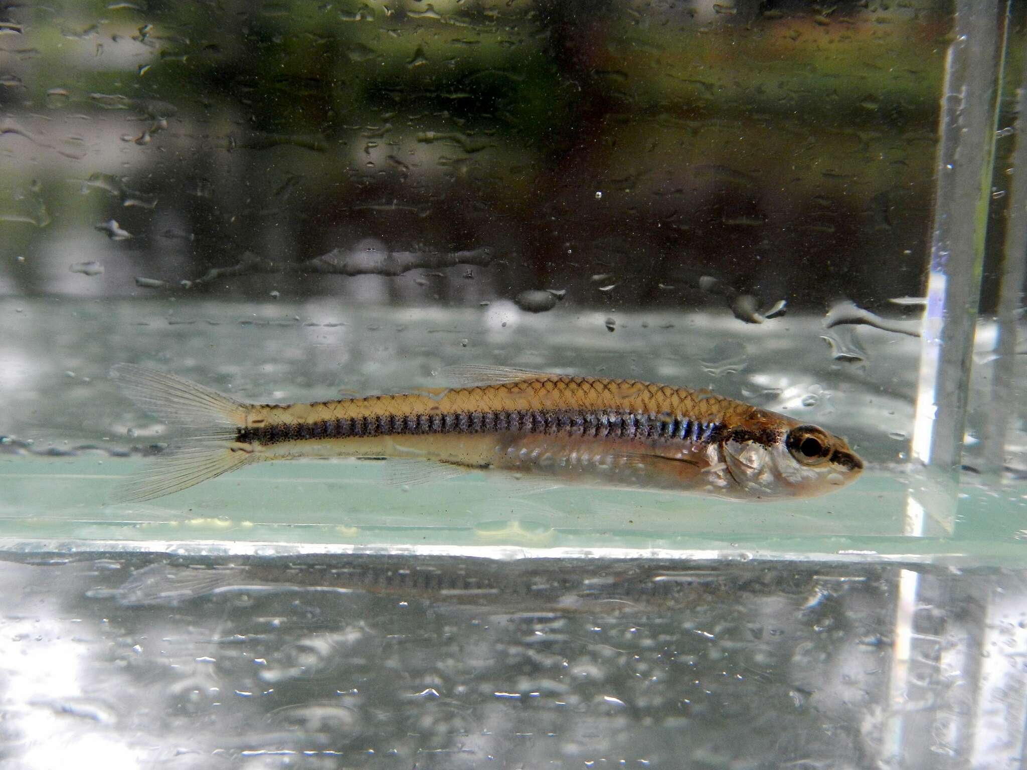 Imagem de Notropis heterolepis Eigenmann & Eigenmann 1893