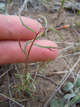 Image of Lewis River suncup