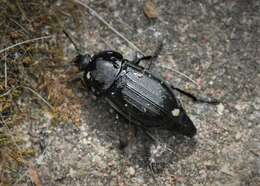 Silpha (Silpha) obscura obscura Linnaeus 1758 resmi