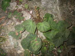 Image of Begonia chongzuoensis Yan Liu, S. M. Ku & C. I Peng