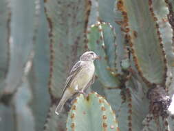Image of Reichenow's Seedeater