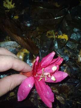 Image of Passiflora glandulosa Cav.