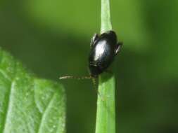 Image of Cabbage-stem flea beetle