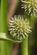 Image of Sparganium japonicum Rothert