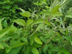 Image of Glycine max subsp. soja (Siebold & Zucc.) H. Ohashi