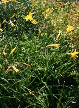 Image of lemon day-lily