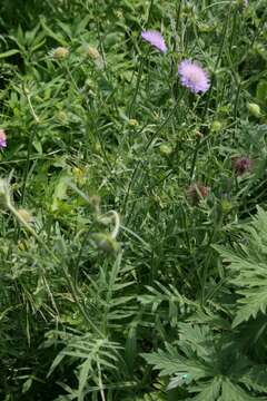 Слика од Knautia arvensis (L.) Coulter