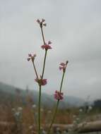 Image of Davidson's buckwheat