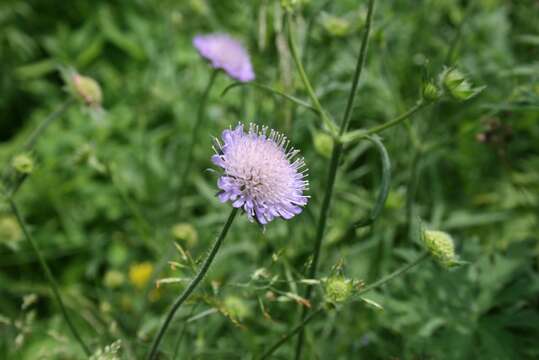 Слика од Knautia arvensis (L.) Coulter