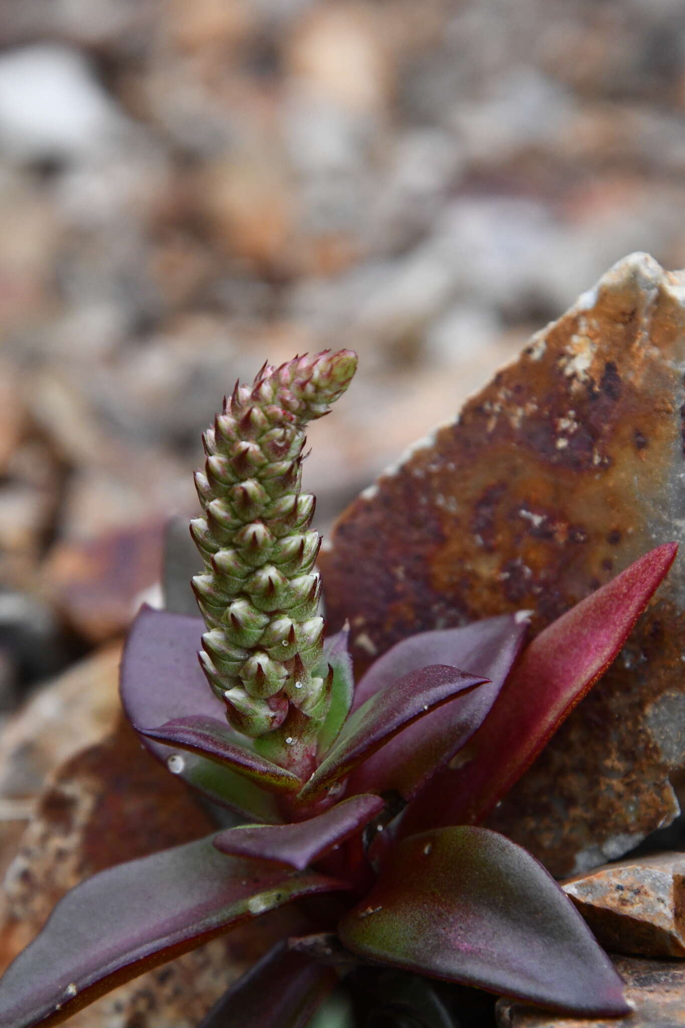 Image of Orostachys maximowiczii V. V. Byalt