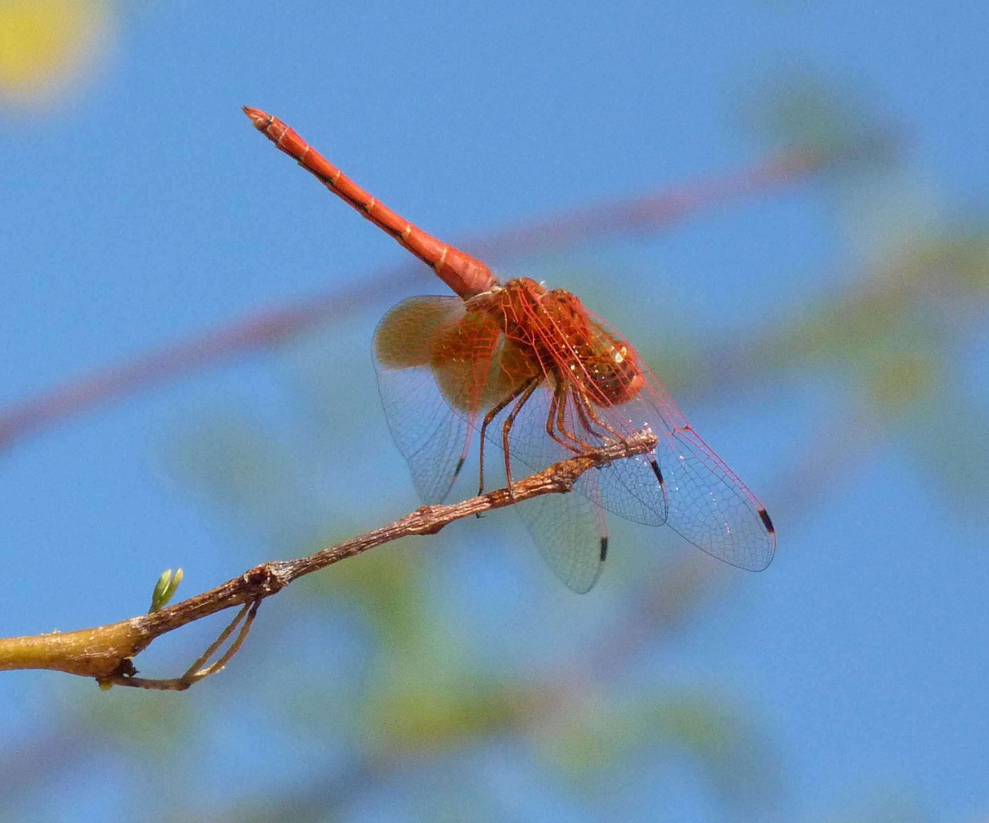 Image of <i>Trithemis kirbyi ardens</i> Gerstaecker 1891