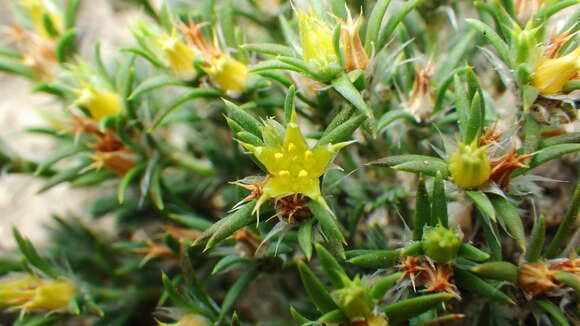 Слика од Paronychia sessiliflora Nutt.