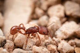 Image of Pogonomyrmex imberbiculus Wheeler 1902