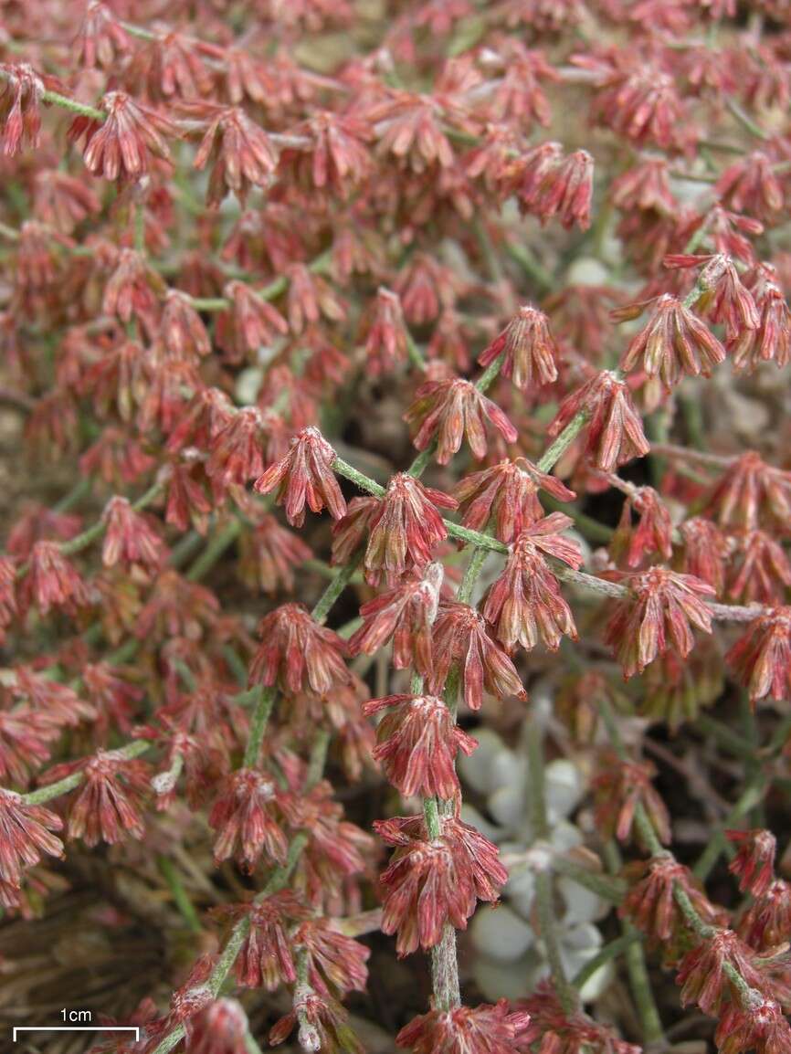 Image of hoary buckwheat